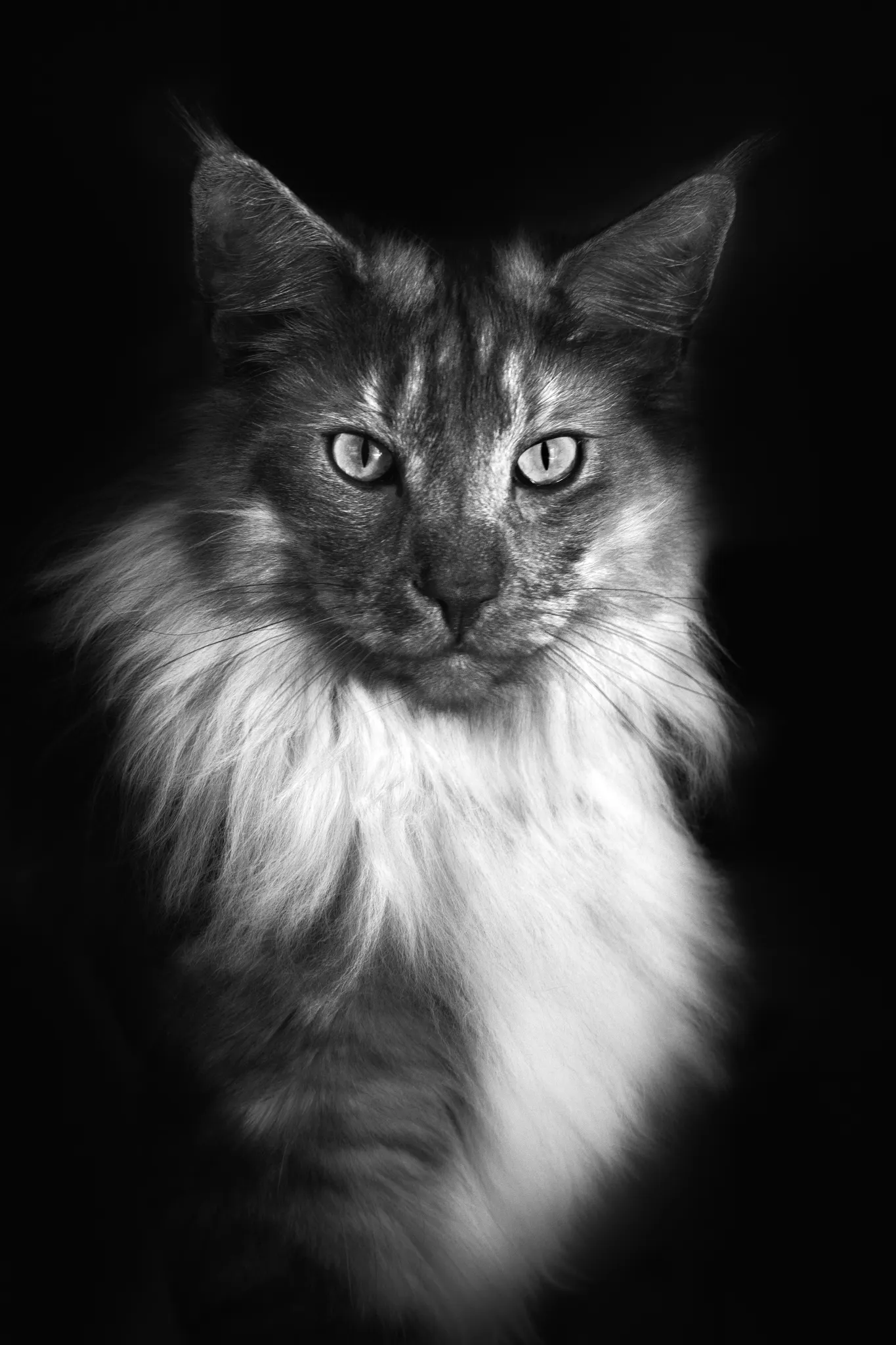 Portrait chat au long poils blanc au cou et torse, tête grise et noire.