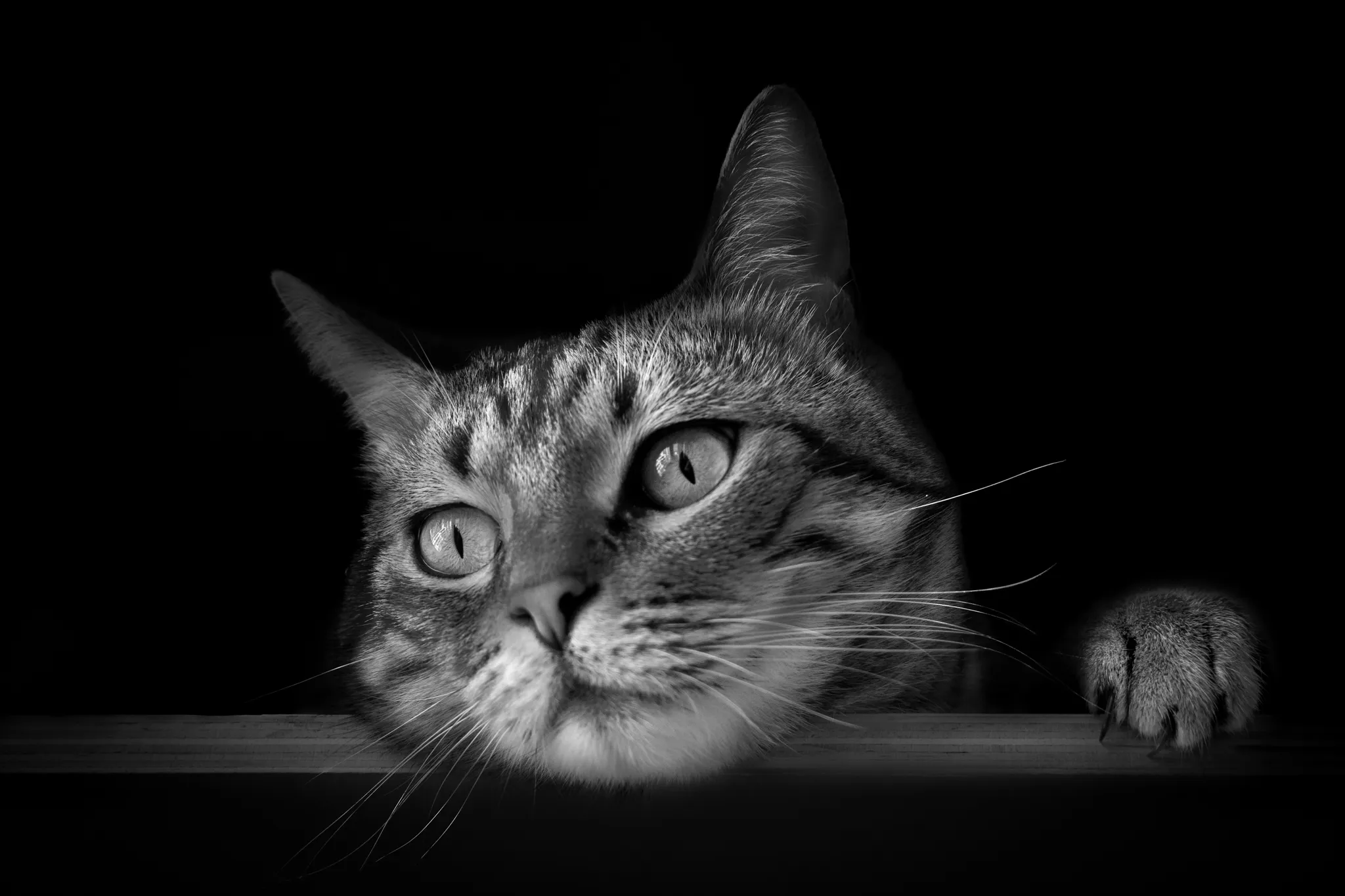 Gros plan tête chat et une patte, regard vif, noir et blanc.