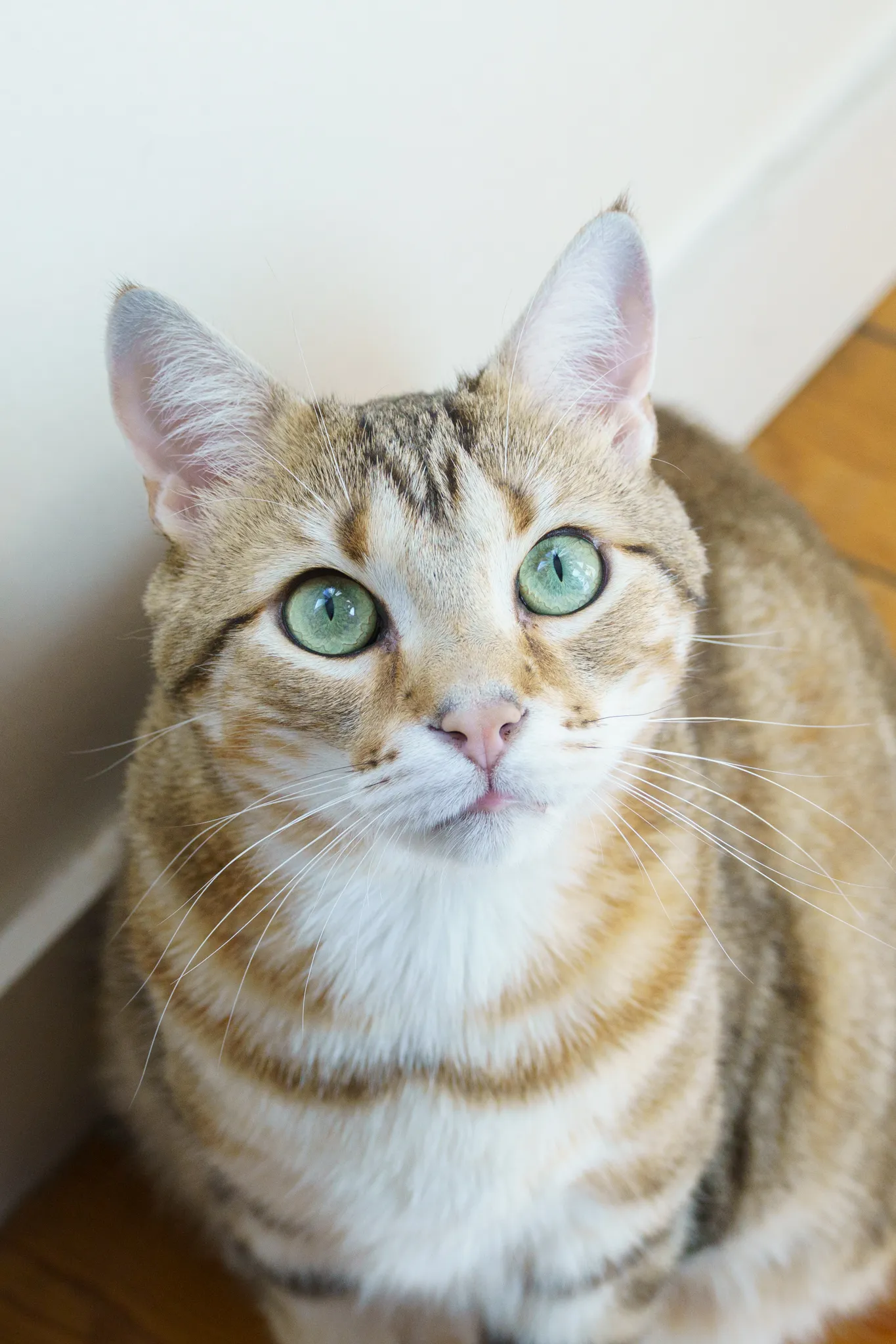 Cliché felin brut avant transformation 