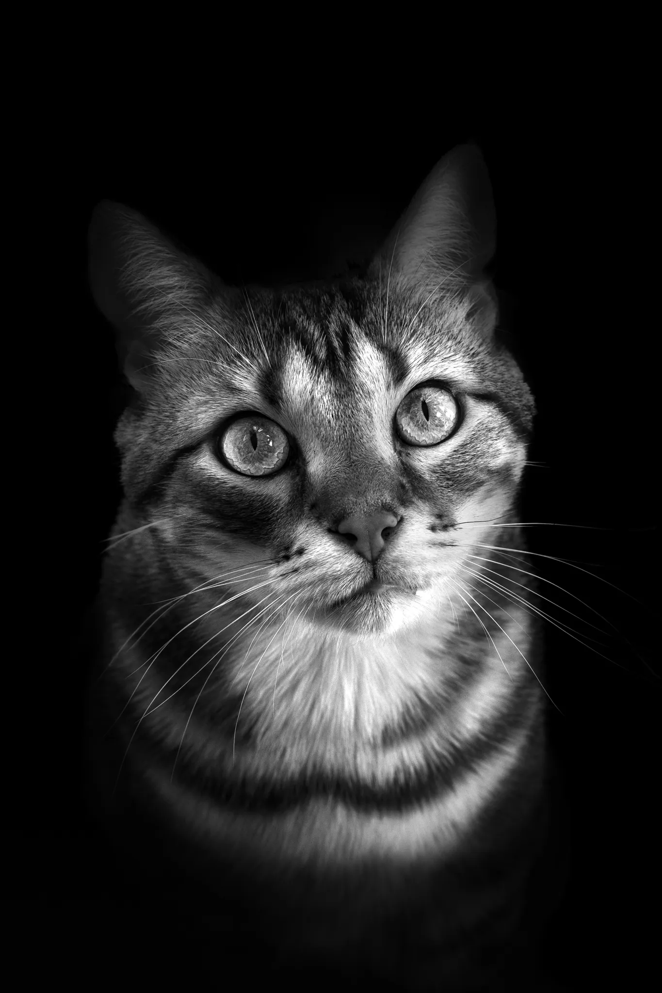 Vue plongeante sur regard persant, chat à rayure, noir et blanc.