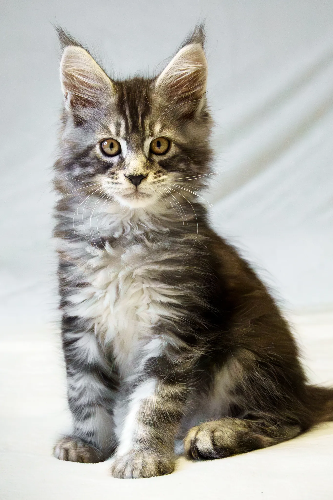Majestueux chaton 