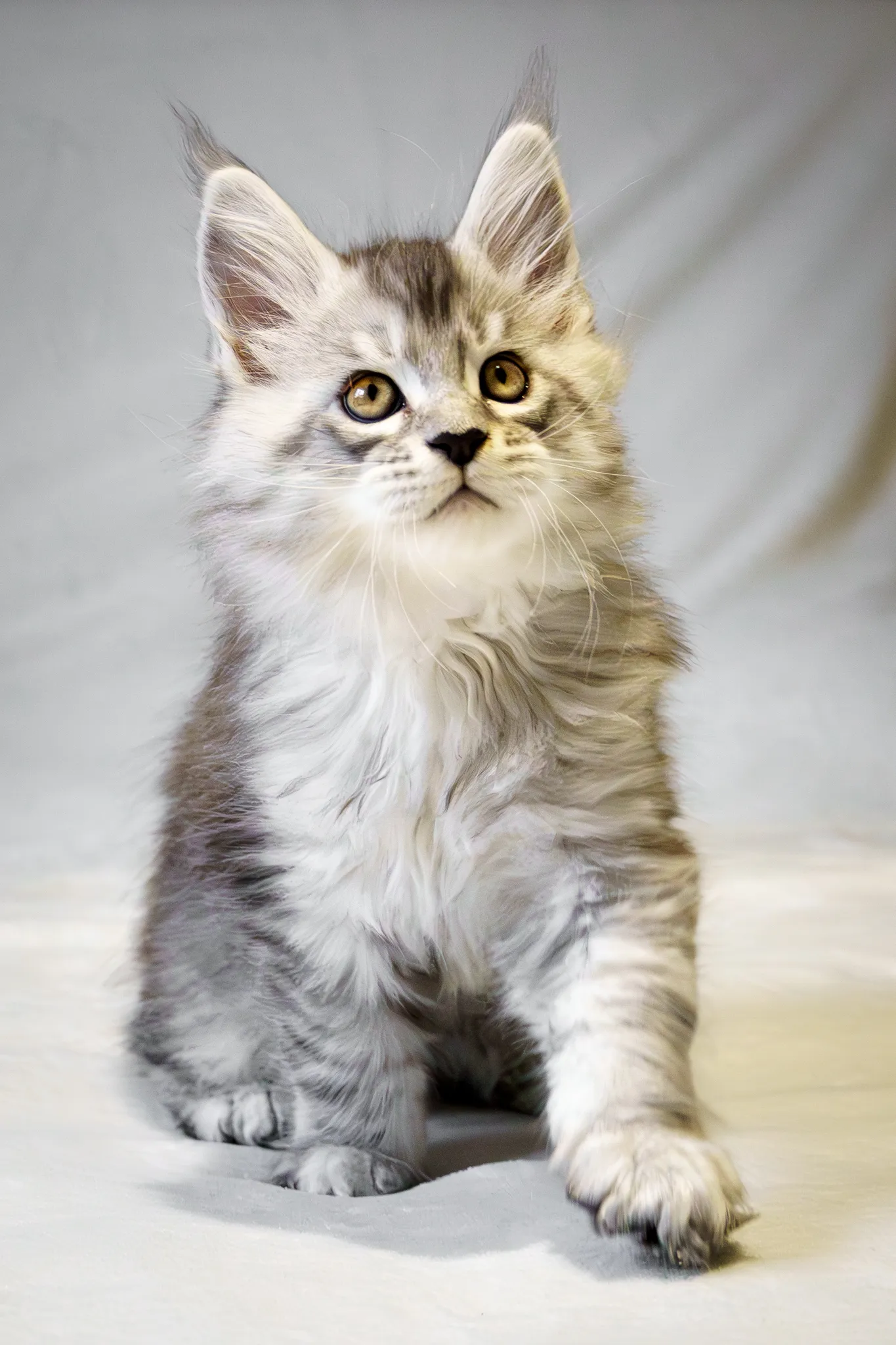 Chaton main coon gris clair et blanc, patte en avant.