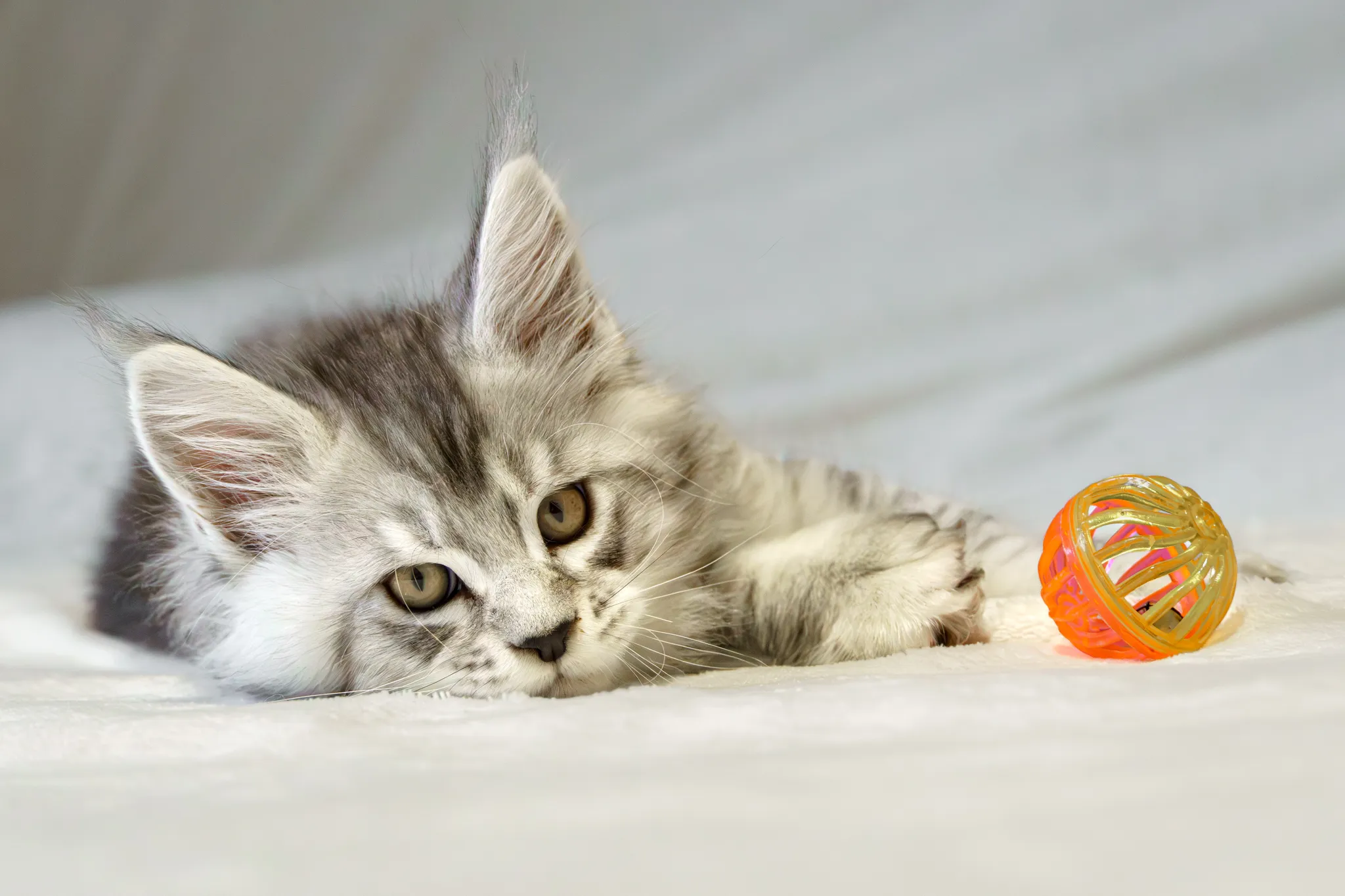 Chaton gris clair et blanc, allongé à côté de sa balle orange.