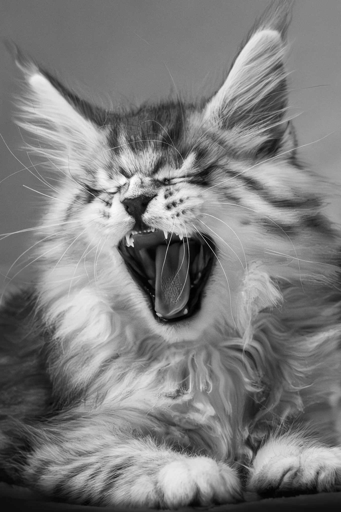 Chaton main coon allongé, qui baille les yeux fermés.