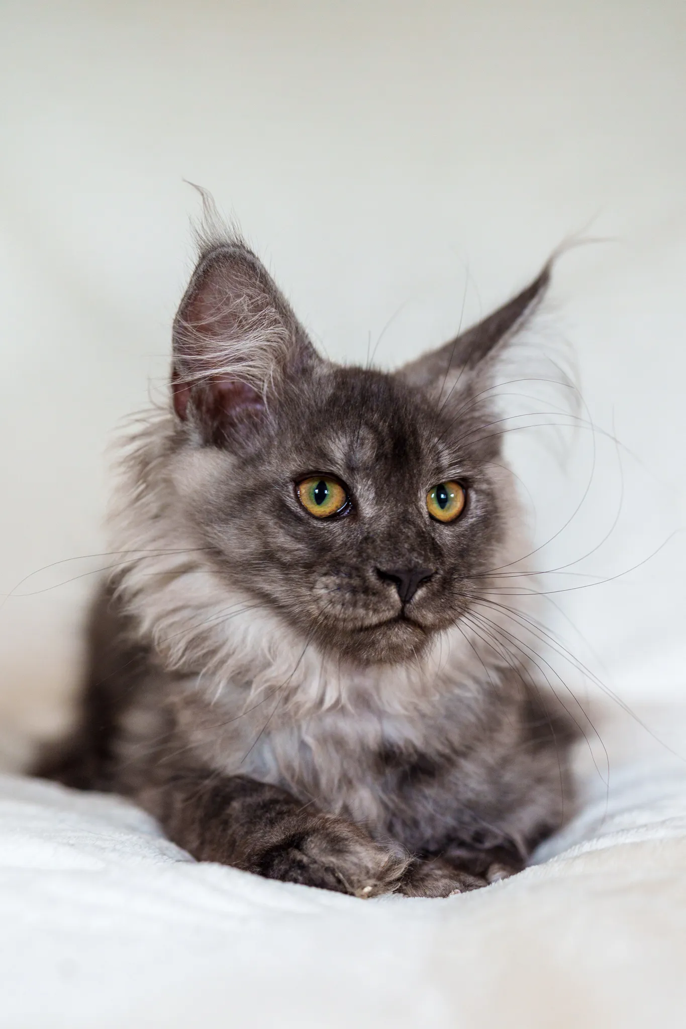 Chaton main coon gris foncé, collerette blanche, yeux vert et marron.
