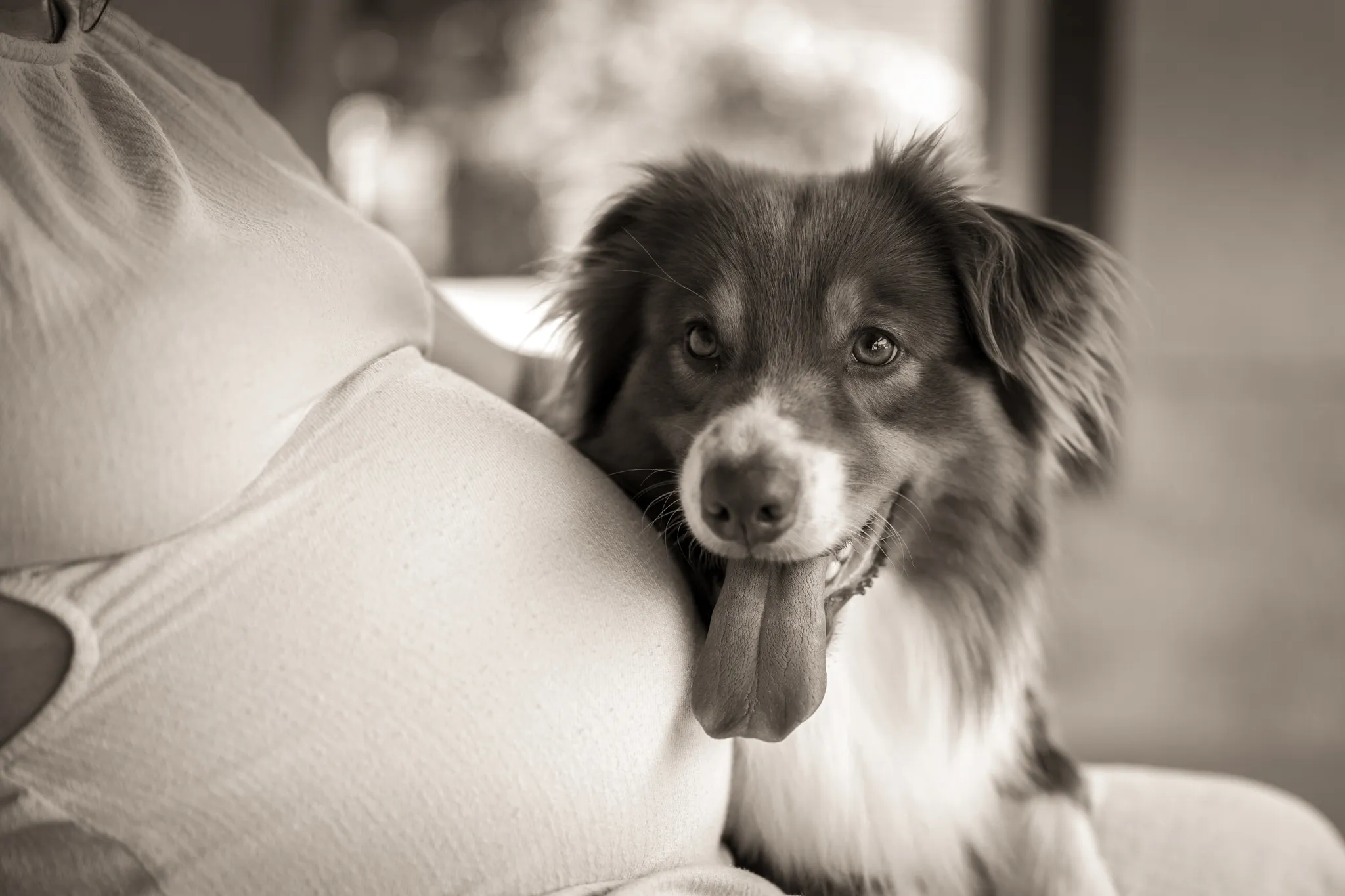 Chien border collie, à côté ventre de grossesse de sa maîtresse.