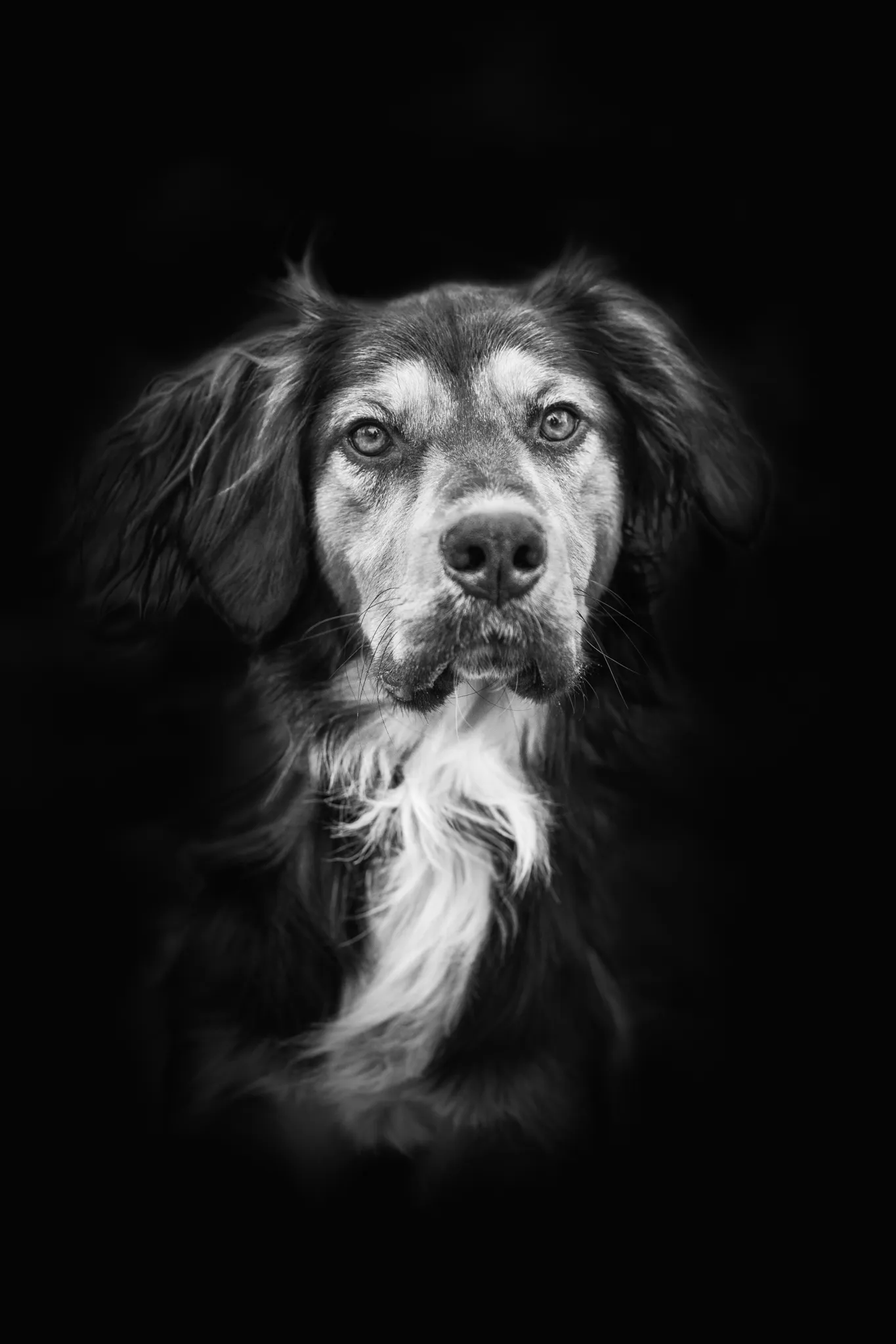 Gros plan artistique chien noir et blanc