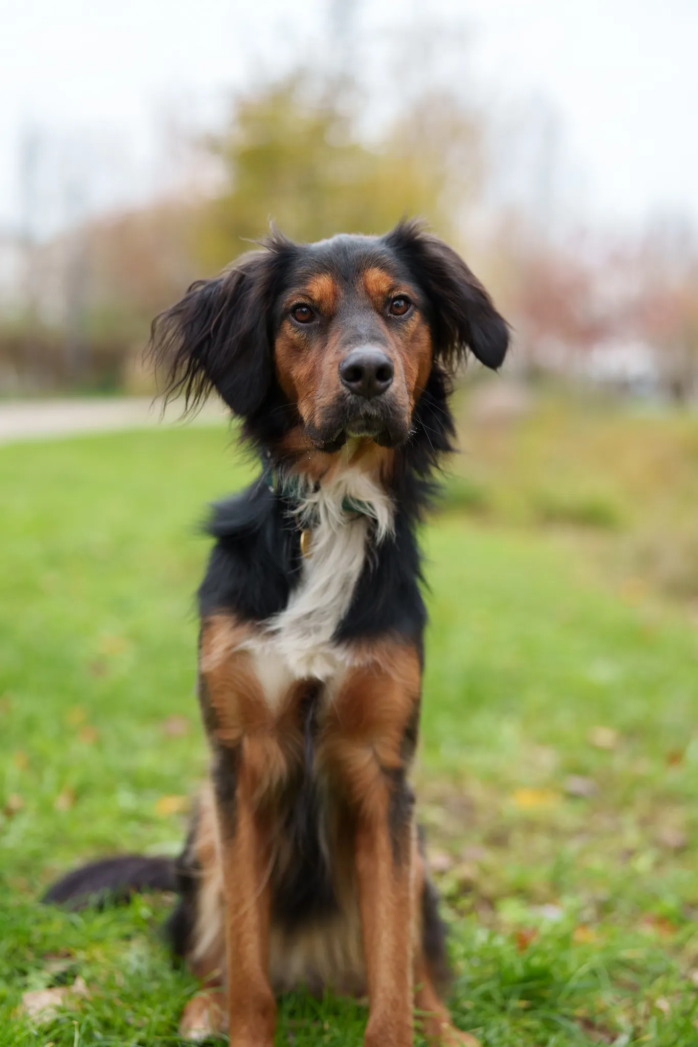 Vue brute chien avant traitement photo