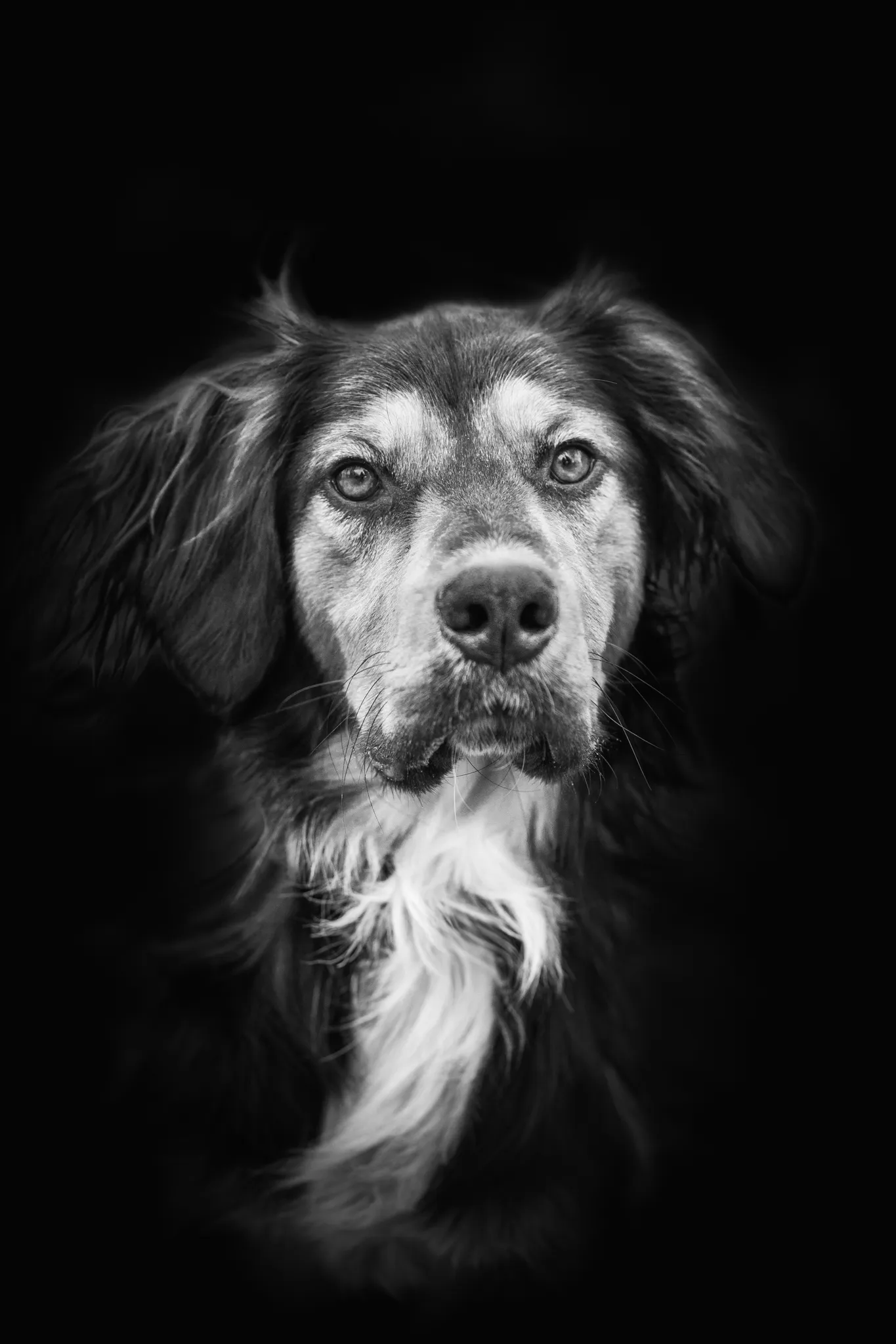 Portrait noir et blanc chien poil long.