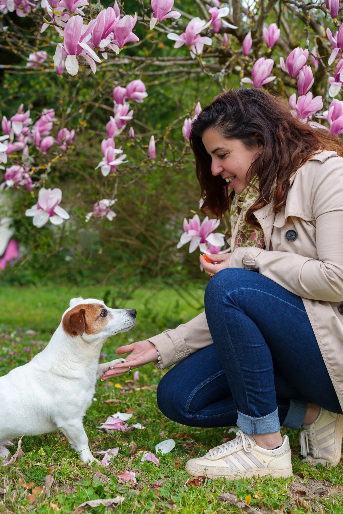Profil petit chien donne patte à sa maitresse au milieu de fleurs roses.